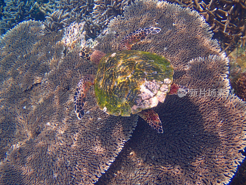 玳瑁(Eretmochelys imbricata)